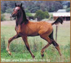 Purebred Arabian Colt - Aivu x Ashby Lodge Ashaantii